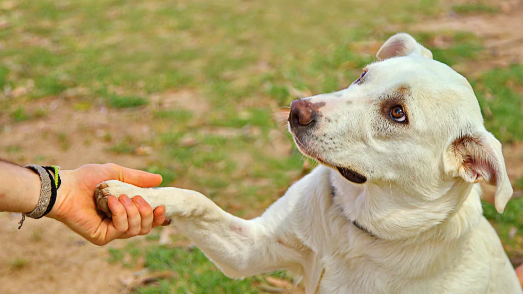 adestramento de cães